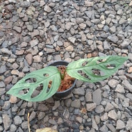 monstera andansonii varigata- Janda bolong variegata