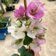 bibit bugenvil bunga white ungu bunga tumpuk