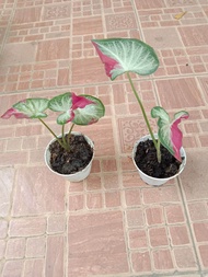 anakan keladi shycool/ keladi tumpah cat