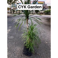 [CYK] Dracaena Draco | 龙铁树 | Plant Pokok Bunga Garden