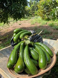 อโวคาโดพันธุ์034เวียดนาม