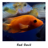 HIASAN AQUARIUM IKAN RED DEVIL TANKMATE CICHLID IKAN PREDATOR PERLENGK