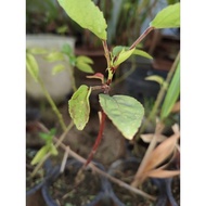 Pokok Roselle segar dari kebun 🌿