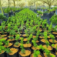 TKL - Outdoor Podocarpus Diamond/Costalis/Twister/Japan/Red Bud FengShui Plant 金钻/旋叶罗汉松/转运罗汉松/日本/红芽/