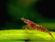 Aquarium Red Cherry shrimp 5pcs/10pcs neocaridina for aquascape