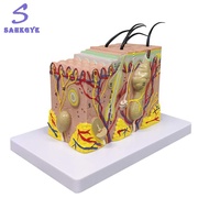 Skin Model 35X Enlarged Anatomical Model Anatomy for Science Classroom Study Display Teaching Model
