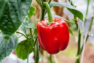 5 BENIH PAPRIKA MERAH RED STAR