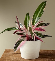 Calathea Triostar Live Plant  with Plastic pot ( indoor plant , real plant )  Plants for sale