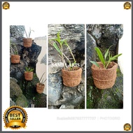 free tali pot anggrek bonsai tanaman hias dendro bulan vanda