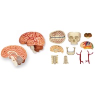 4D MASTER STEM Cranial Nerve Skull Anatomy Detachable Model for Science, MBBS, University
