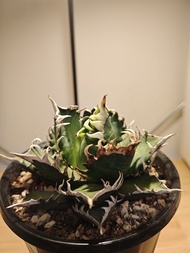 凯撒 龍舌蘭 植物 嚴龍 Agave Plant 塊根 多肉