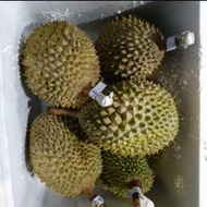 Durian Musang King Malaysia Utuh Gratis Ongkir
