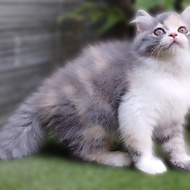 Anak kucing  murah/kucing anggora murah/kucing kitten persia betina/kitten flatnose betina/kucing persia abu abu/kucing persia abu putih betina.