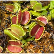 Dionaea Coquillage seashell trap, prey catcher, Venus Flytrap fly trap