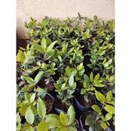 laurel bayleaf live plant