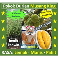 Anak Pokok Durian MUSANG KING D197 Raja Kunyit 猫山王 榴莲苗 Sapling Durian Musang King