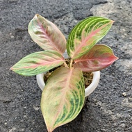 Aglaonema gisha remaja realpic rare item