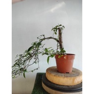 #Bonsai jeliti#香水梅盆栽植物#pokok hidup#
