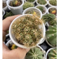 MONKEY TAIL CACTUS