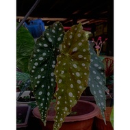 Begonia Maculata/Rare Begonia