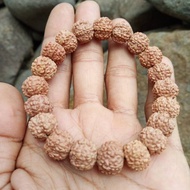 💎💎 Jenitri mukhi 6 rudraksha genitri mukhi 6 ( ✔)