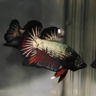 Bahanan Ikan Cupang Avatar Gold Sepair S+ Good Quality