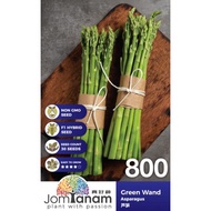 Augustfame - JomTanam Biji Benih Asparagus – Green Wand - 30seed (800)