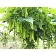 ANAK POKOK KACANG BOTOL | KACANG KELISA