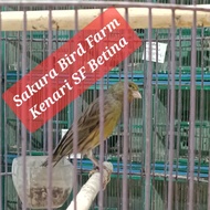 kenari sf betina dewasa