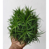 Tillandsia Ionantha Druid big clump.