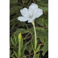 White, Pink &amp; Purple Wild Petunia (Ruellia) - Mexican Petunia - Bunga Ruellia - Bunga Hidup - Live Plant Flower
