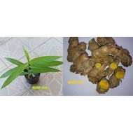 Herba Bonglai(Anak Pokok)