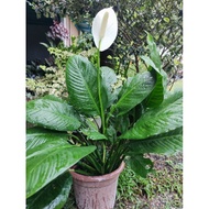 pokok bunga Peace lily.