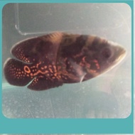 Ikan Hias Predator Oscar Black Tiger Big Size 20 24 cm