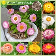 เมล็ดพันธุ์ ดอกไม้ฟาง บรรจุ 150 เมล็ด สีผสม Strawflower Seeds Flower Seeds for Planting บอนไซ เมล็ดด