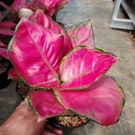 aglaonema red anjamani dewasa'