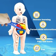 Human Body Model Human Organ Model/ Educational Toy Human Body Organ