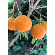 Radiant Beauty: Eugenia Brasiliensis Yellow Plant for Your Lush Haven