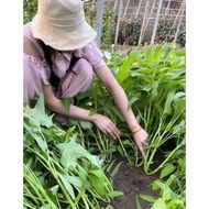 1Kg three-pronged morning glory seeds