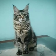 kitten mainecoon PED CFA