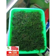 Java moss full air porsi nampan 21x16 tanaman aquascape aquarium