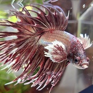 CROWNTAIL DUMBO EAR ROSEGOLD #2
