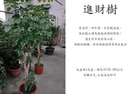 心栽花坊-進財樹/海南菜豆樹/1尺盆/觀葉植物/室內植物/綠化環境/售價1500特價1300