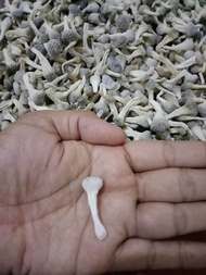 50 Biji Utuh Mpot Putih Mpot Ayam Putih Albino Super