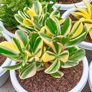 succulent jade plant