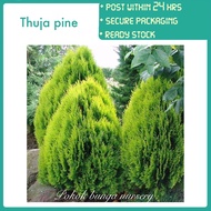 PBN - thuja pine - pokok bunga nursery oriental arbor vitae Chinese tree of life outdoor plant platy