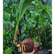 Pokok Hidup Kelapa Bonsai /kelapa pandan / Pokok Hiasan. ❗TANPA POT DAN TANPA TANAH