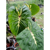 AJIMINO Baja Kopi Organik - Premium Gred