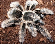 Terlaris ! Barang Terlaris Voucher  Tliltocatl Albopilosum Juvenile
