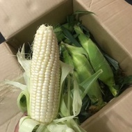 (JAGUNG SUSU) WHITE PEARL CORN 100% ORIGINAL CAMERON HIGHLANDS